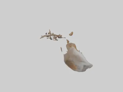 Squirrel Tail 3D model