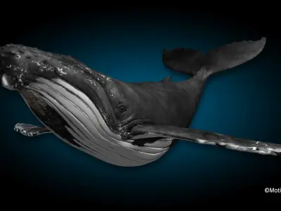 Humpback Whale 3D model 2