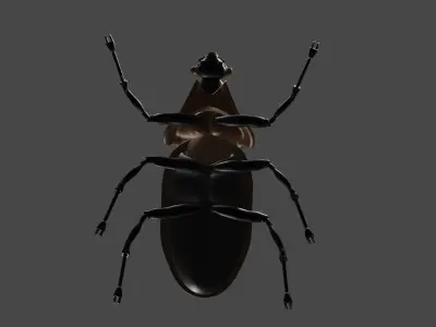 Escarabajo rinoceronte Japones 3D model