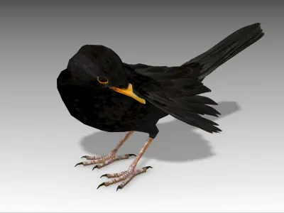 Blackbird 3D model