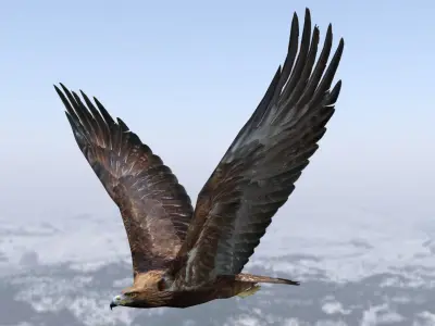 Low poly animated eagle Low-poly 3D model