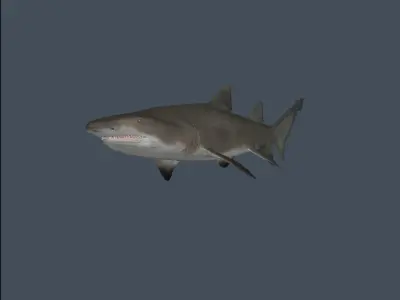 Shark 3D model get