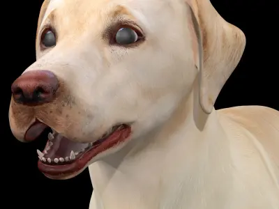 Labrador Retriever Dog 3D model purchase