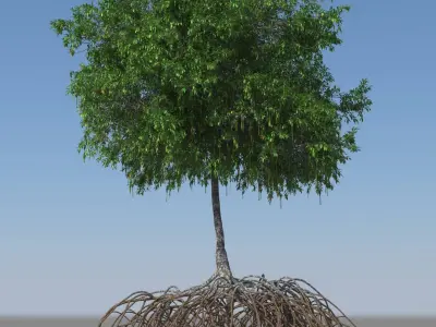Mangroves 3D model