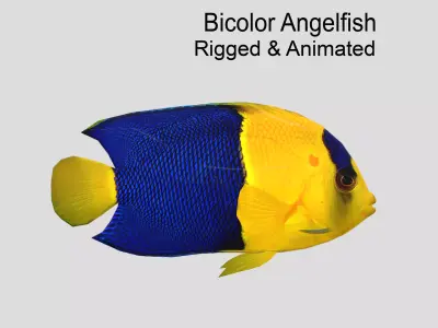 Bicolor Angelfish Realistic Animated Low-poly 3D model