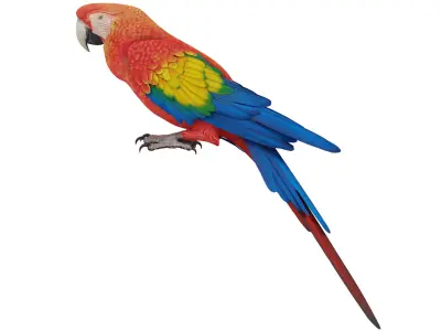 Parrot 3D model purchase