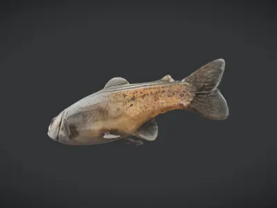 Fish - Trout Low-poly 3D model