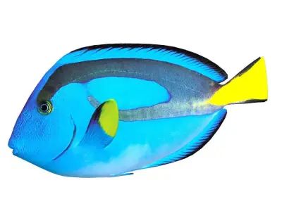 Blue Tang 3D model