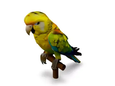 Realistic Animated Superbe Parrot 3D Model Low-poly 3D model