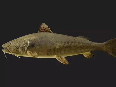 Catfish Low-poly 3D model purchase