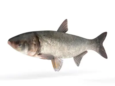 Silver Carp Fish 3D model