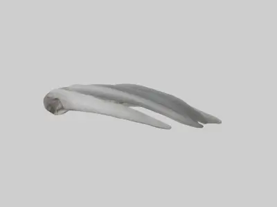 Koala Rib Low-poly 3D model