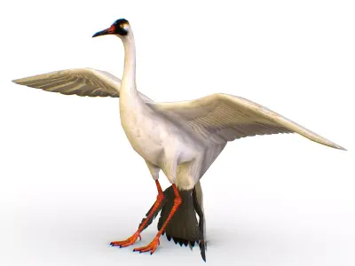 LowPoly Crane Bird Low-poly 3D model