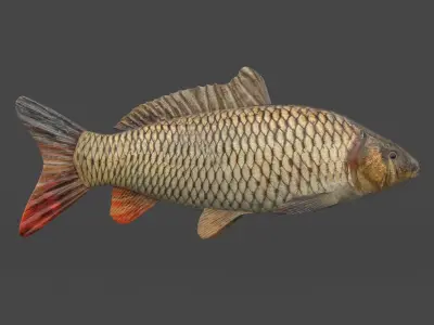 Fish Collection 3D model get