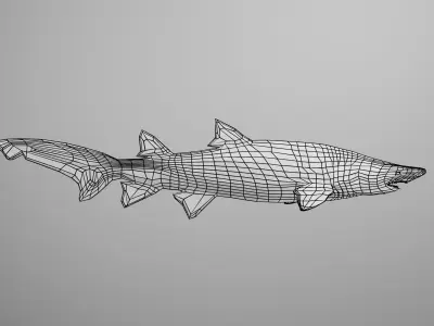 Sand Tiger Shark Low-poly 3D model