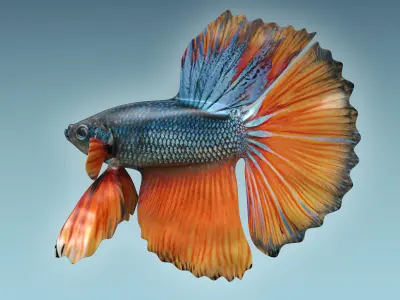 Betta Fish 9 3D model