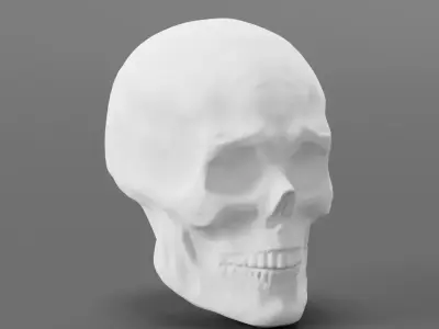 Detailed Male Head For Sculpting Free 3D model