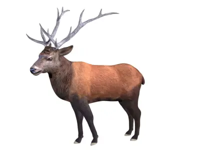 Elk Deer Low-poly 3D model