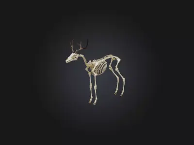 Realistic Antelope Skeleton Model Low-poly 3D model