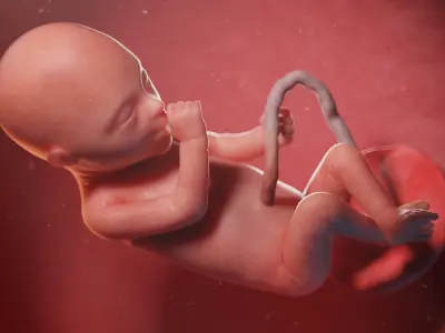Fetus Anatomy Week 20 Static 3D model