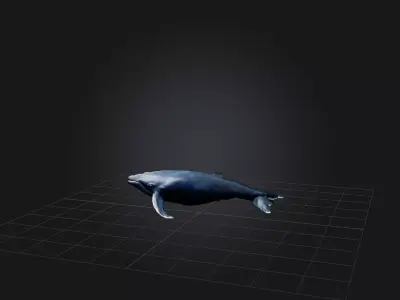 Realistic Whale Model Low-poly 3D model