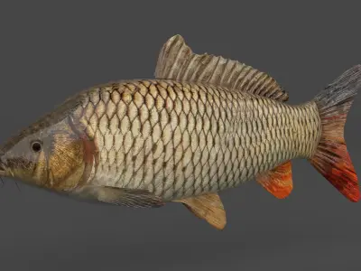 Carp Fish 3D model get