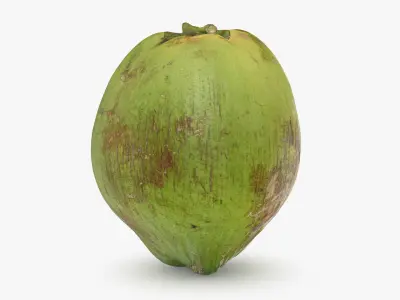 Green Coconut Collection 2 3D model