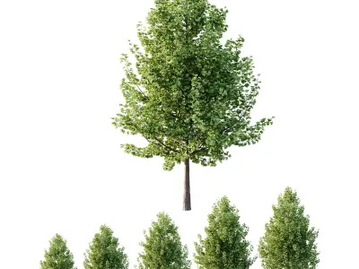 Maidenhair Ginkgo Biloba Tree 01 3D model