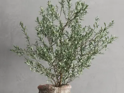 Antique Vessel And Olive Branch 3D model