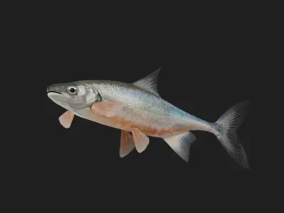 Carp fish Low-poly 3D model