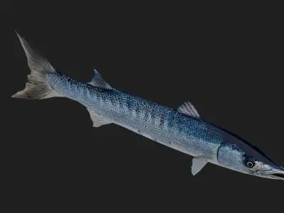 Barracuda Low-poly 3D model