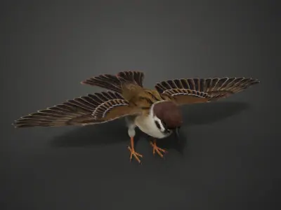 Sparrow Animated VFX Grace 3D model