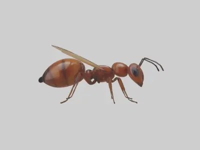 Honey Ant Low-poly 3D model