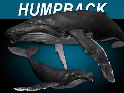 Humpback Whale 3D model 2