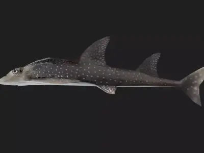 Skate Low-poly 3D model get