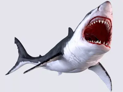 White Shark 3D model order