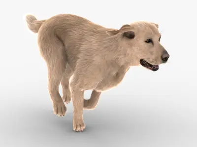 Labrador Retriever (FUR) (ANIMATED) 3D model