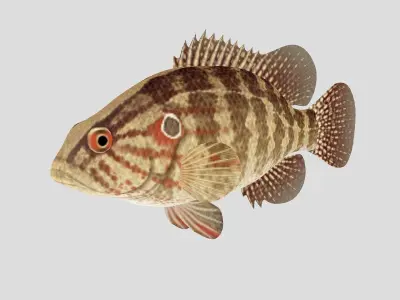 Fish Collection 01 Low-poly 3D model