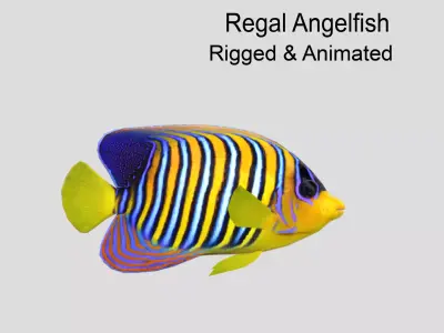 Regal Angelfish Realistic Animated Low-poly 3D model