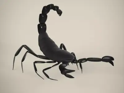 Scorpion 3D model 4