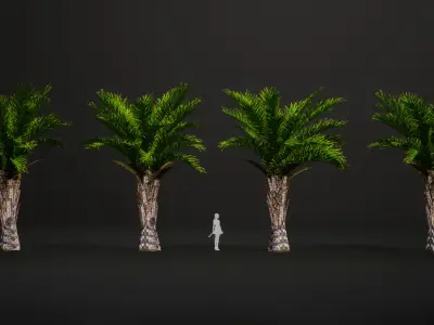 Vulnerable Plant - 6 Raphia australis Conifer Fruit Tree Low-poly 3D model