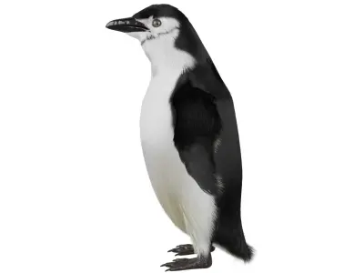 Penguin 3D model order