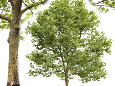 Plane-tree Sycamore Platanus V13 3D model