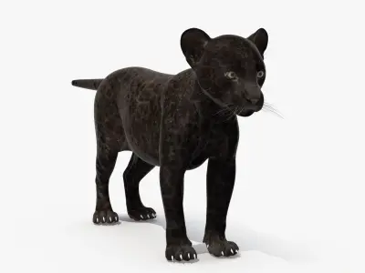 Panther Cub 3D model