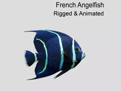 French Angelfish Realistic Animated Low-poly 3D model