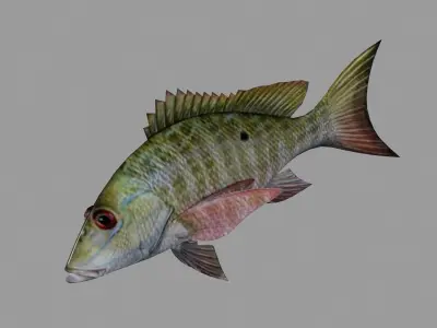 Fish Lane Snapper Low-poly 3D model