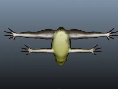 Frog Model in air Low-poly 3D model