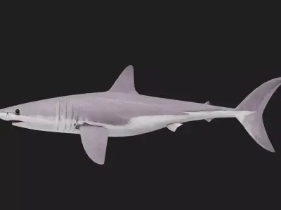Shark Low-poly 3D model 33
