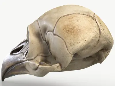 Bird Skull 2 3D model