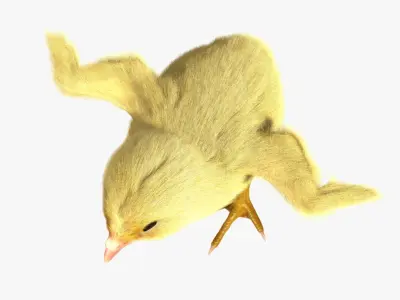  Chick 